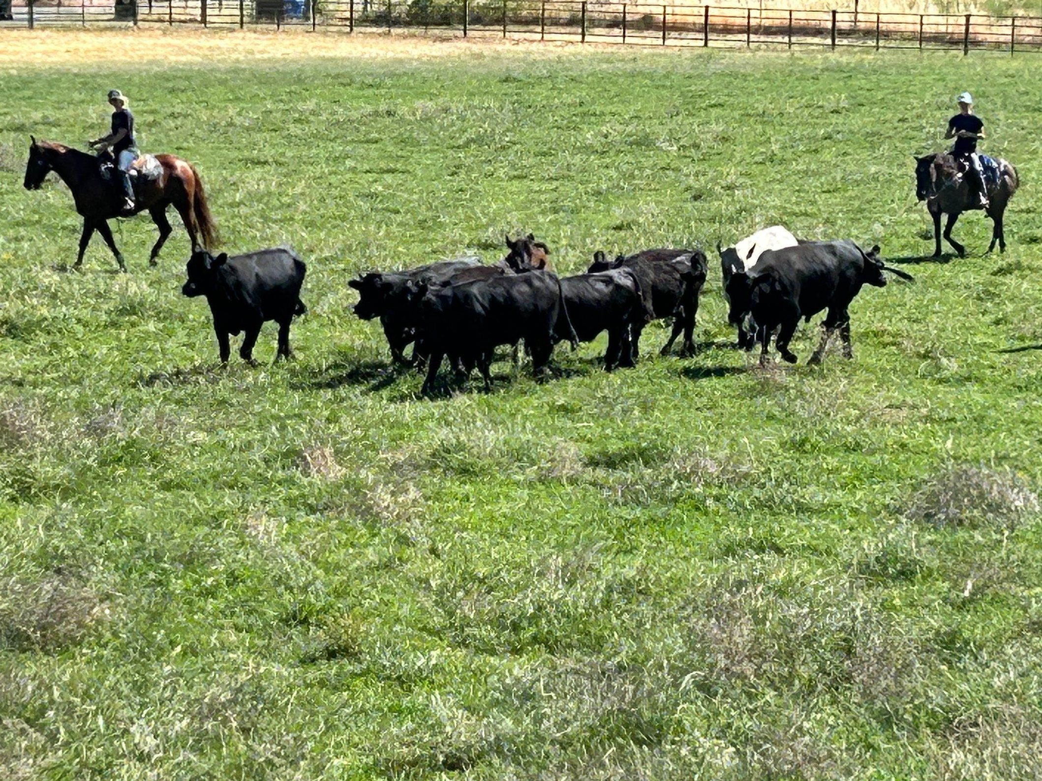 Two horseback riders herding cattle across a lush green pasture under a clear blue sky. The scene captures the essence of ranch life and cattle management in an agricultural setting.