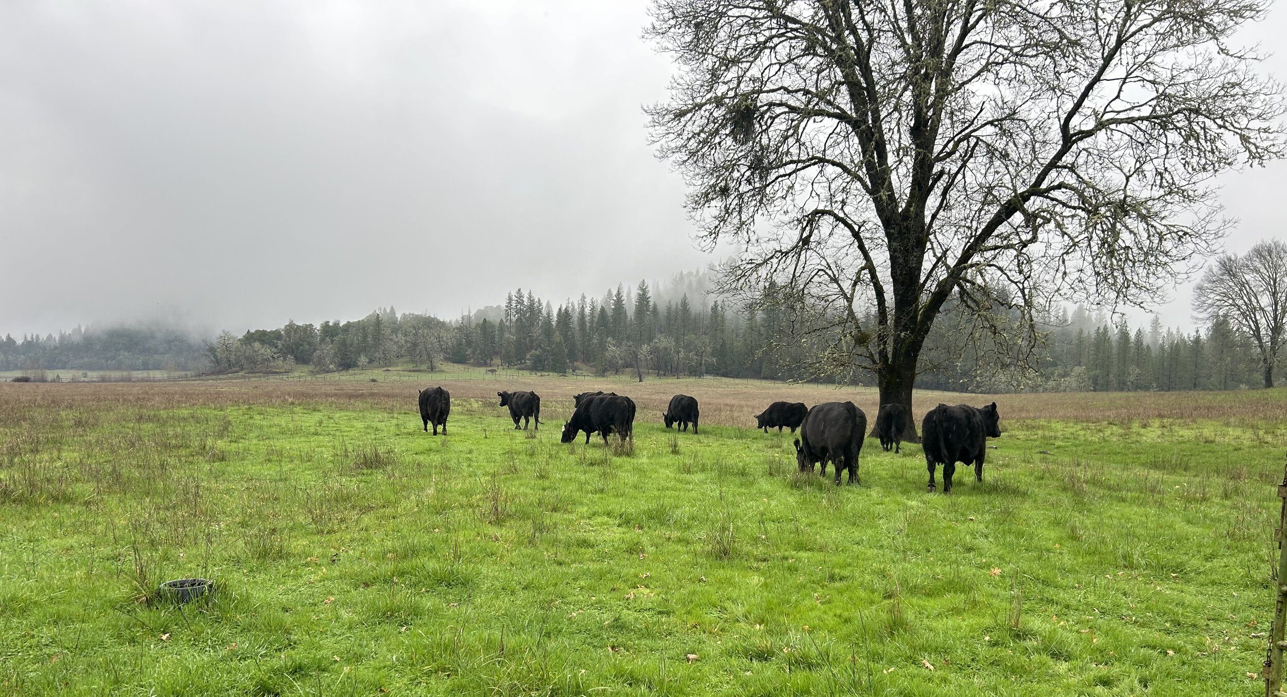 Black cattle grazing in a lush green pasture under overcast skies, with a solitary tree in the background and a misty forest beyond.