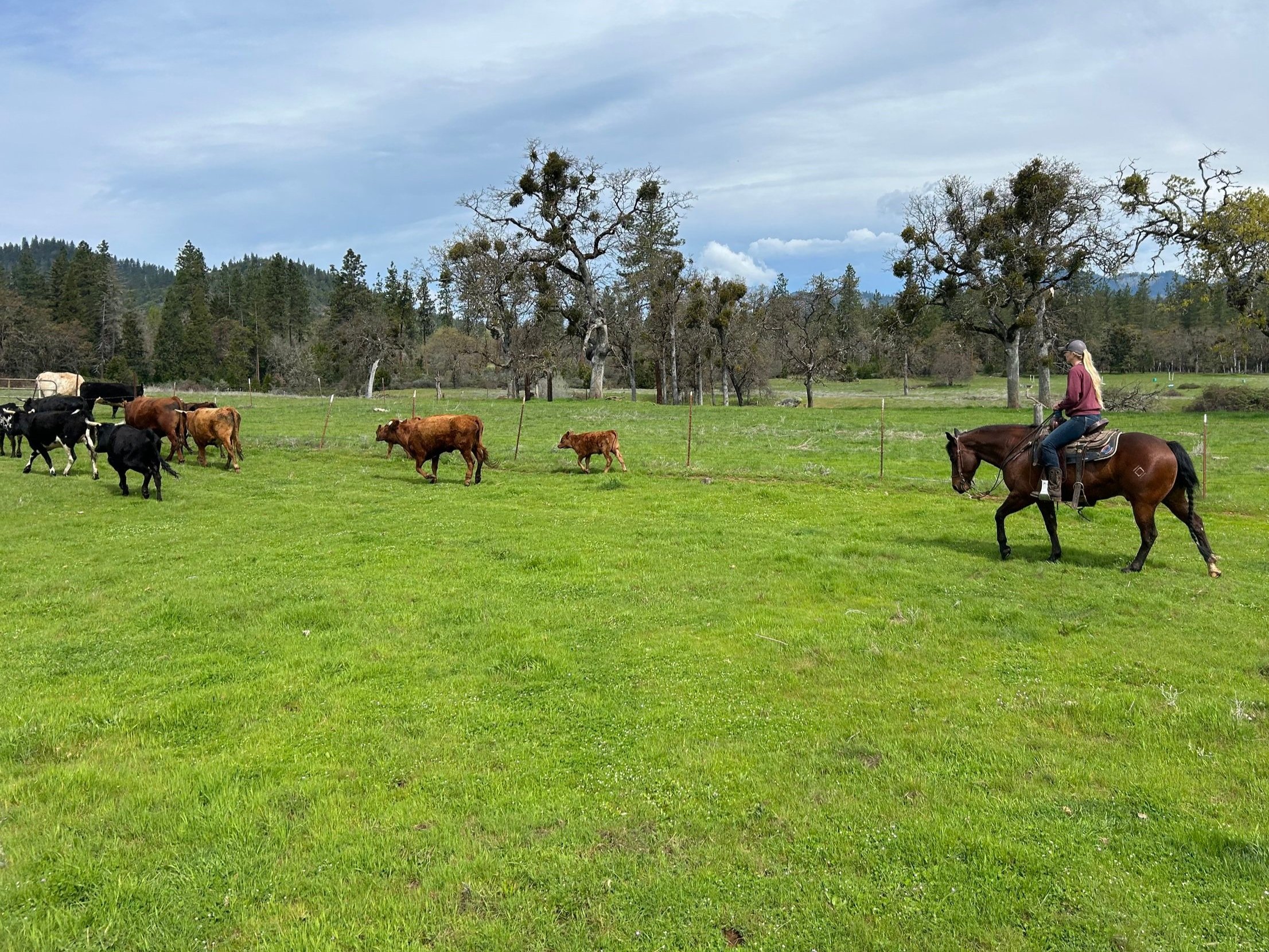 Cowboy herding cattle on horseback in a lush green pasture under a cloudy sky, surrounded by trees and rolling hills.